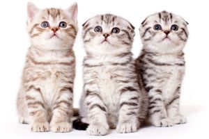 �������� ����� � ������������